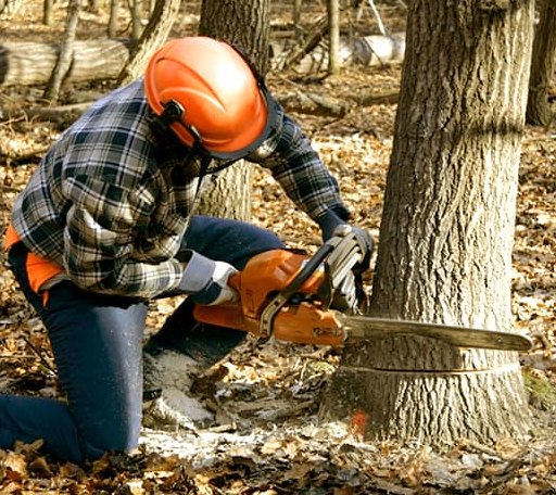 Tree Removal in East Fairfield, VT